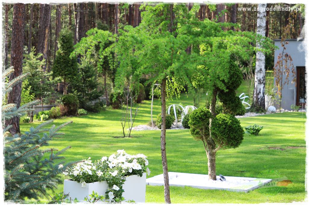 Ogród leśny 35 Ogród leśny 35