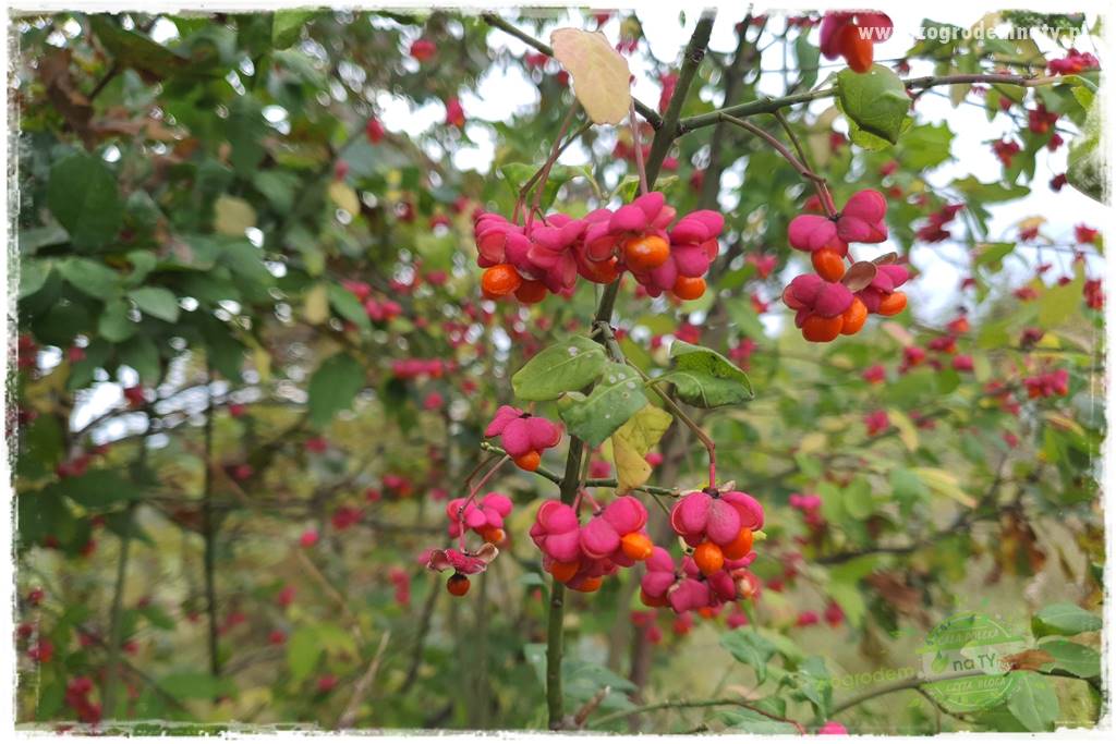 Ogród leśny 39 Ogród leśny 39