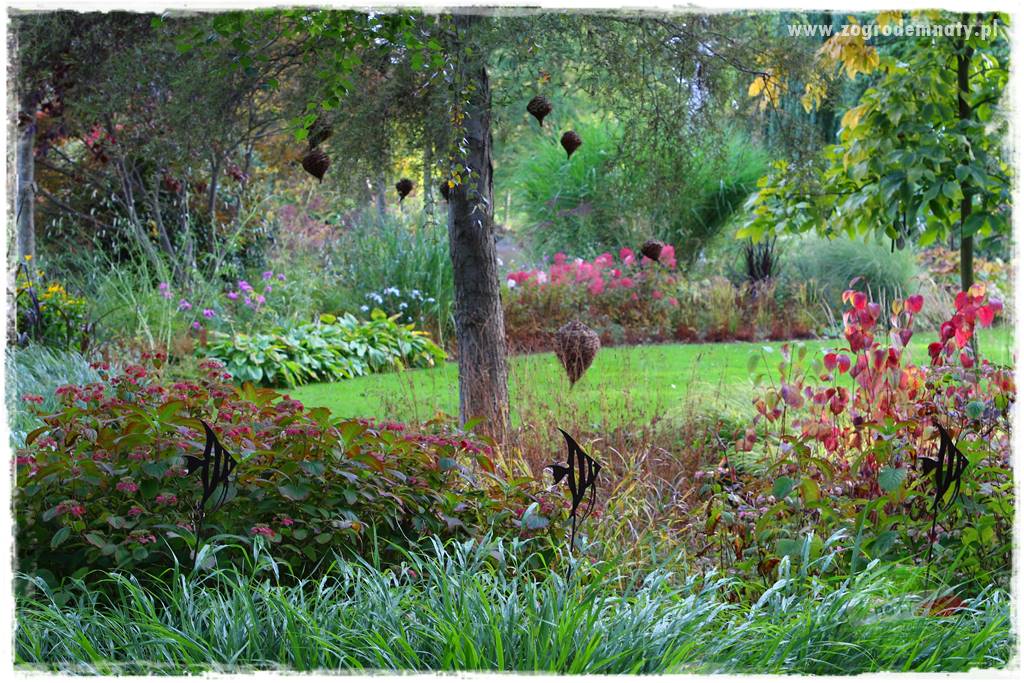 Ogród leśny 41 Ogród leśny 41