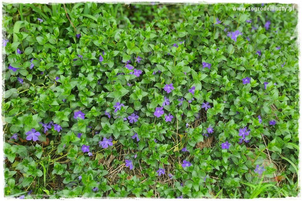 Ogród leśny 43 Ogród leśny 43