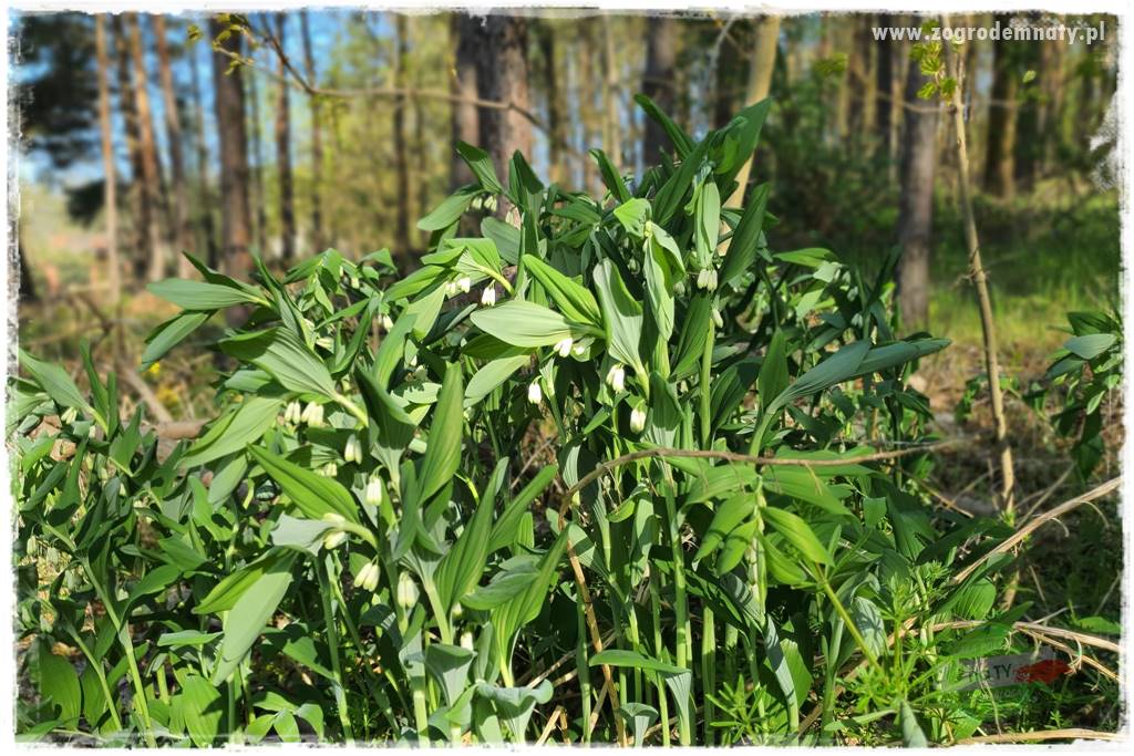 Ogród leśny 44 Ogród leśny 44