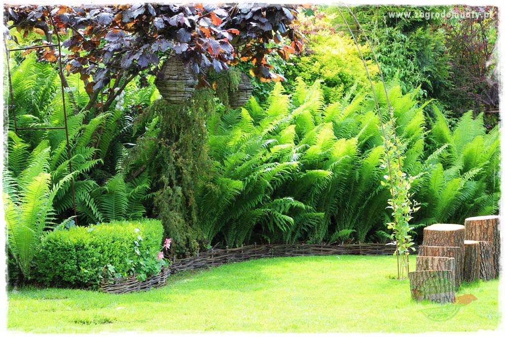 Ogród leśny 46 Ogród leśny 46