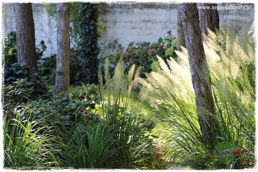 Ogród leśny 49 Ogród leśny 49
