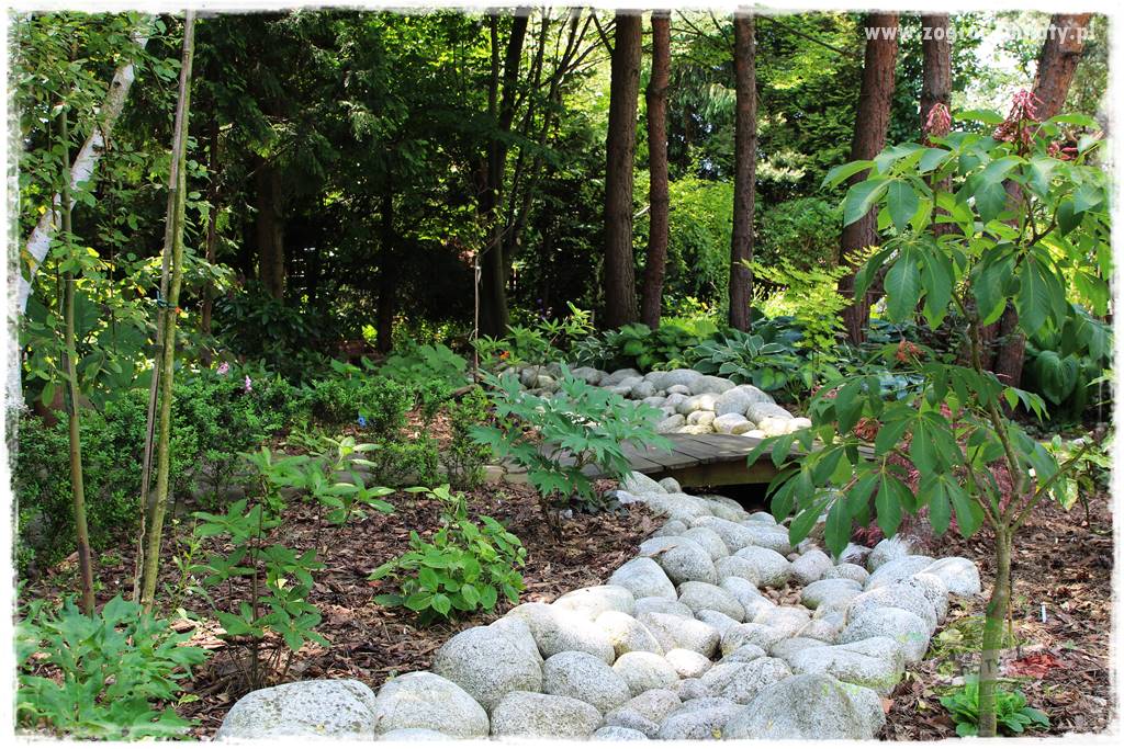 Ogród leśny 5 Ogród leśny 5