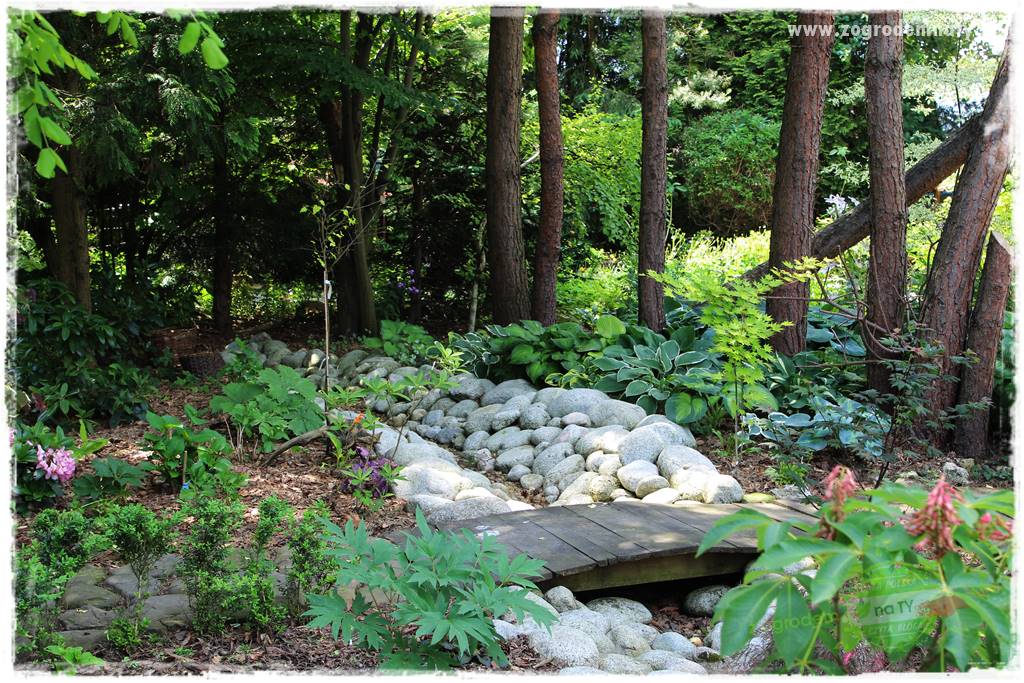 Ogród leśny 56 Ogród leśny 56