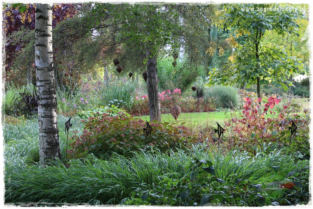 Ogród leśny 6 Ogród leśny 6