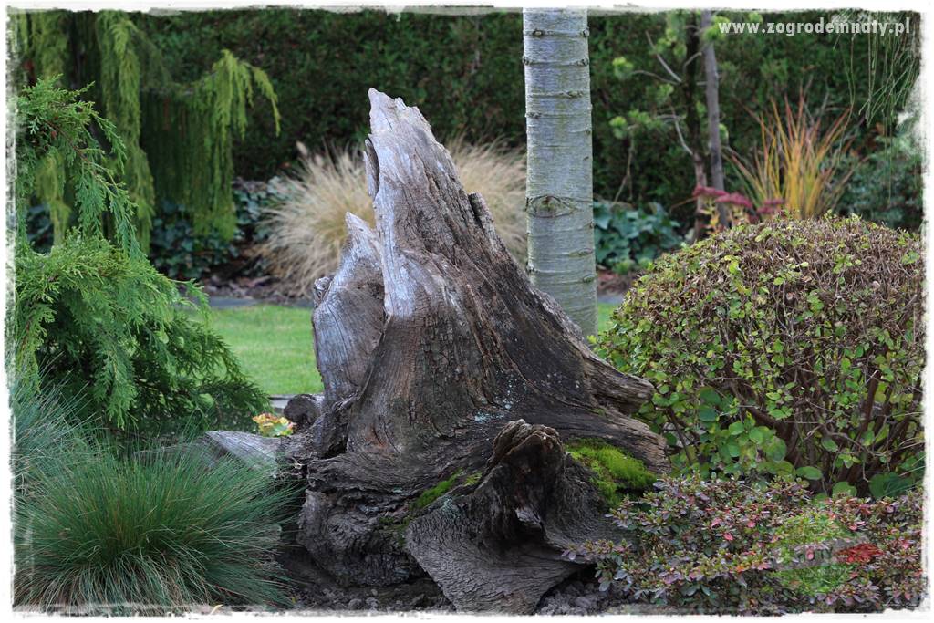 Ogród leśny 62 Ogród leśny 62