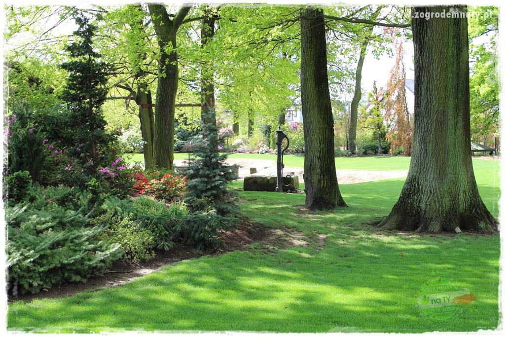 Ogród leśny 64 Ogród leśny 64