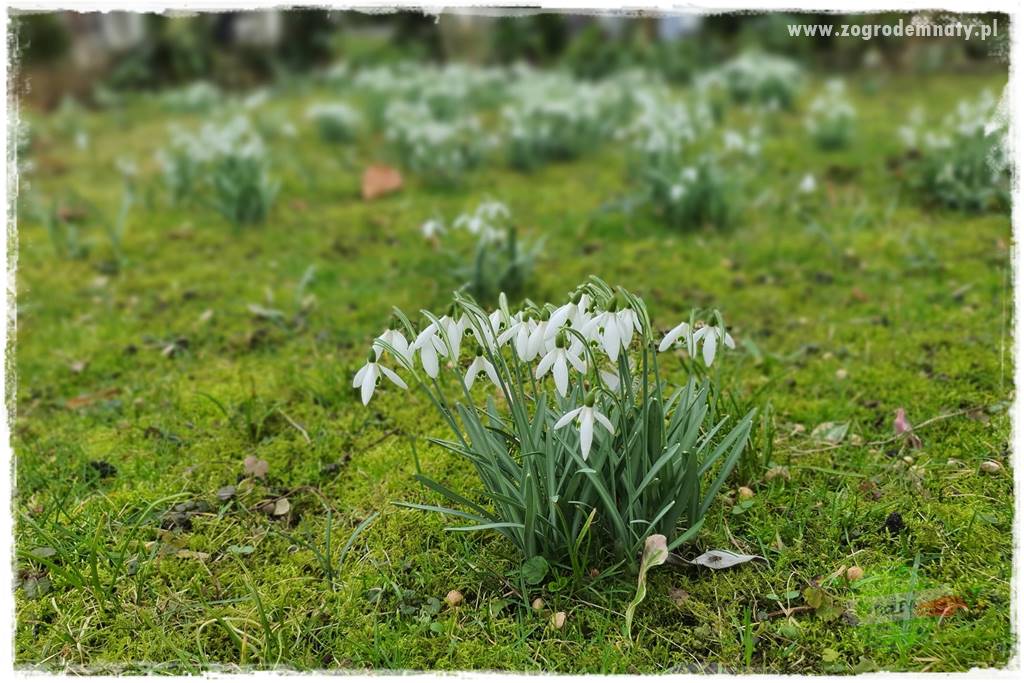 Ogród leśny 65 Ogród leśny 65