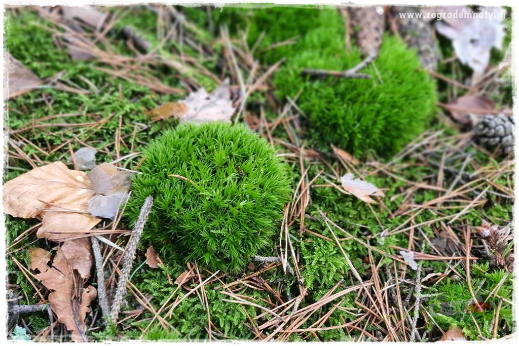 Ogród leśny 66 Ogród leśny 66