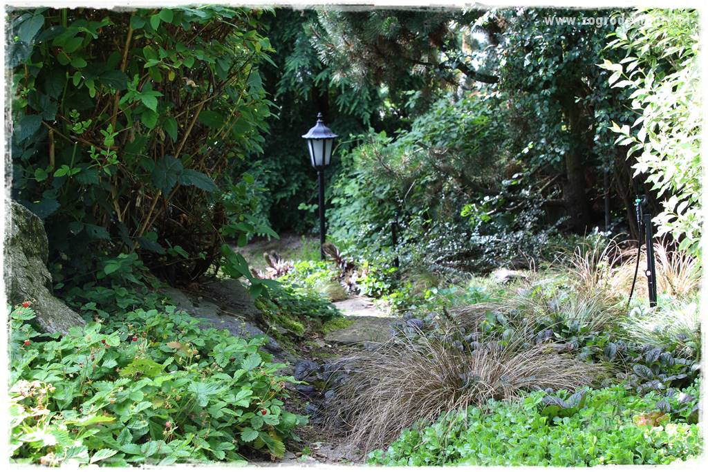 Ogród leśny 7 Ogród leśny 7