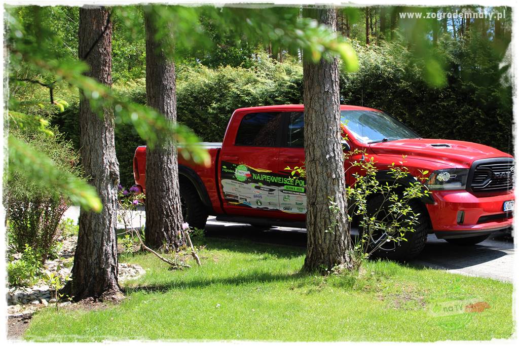 Ogród pod drzewami 15