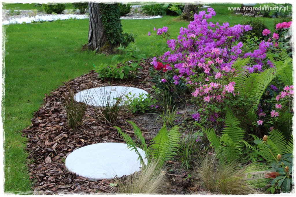 Ogród pod drzewami 31