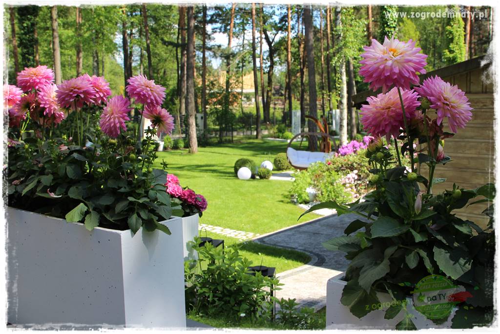 Ogród pod drzewami 34