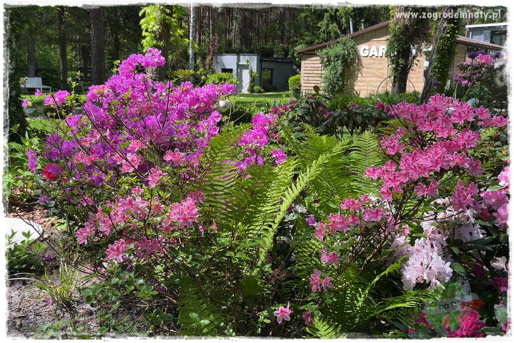 Ogród pod drzewami 404