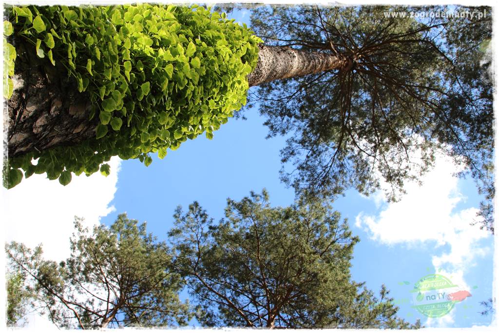 Ogród pod drzewami 407