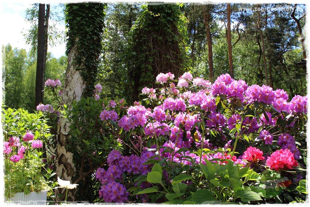 Ogród pod drzewami 408