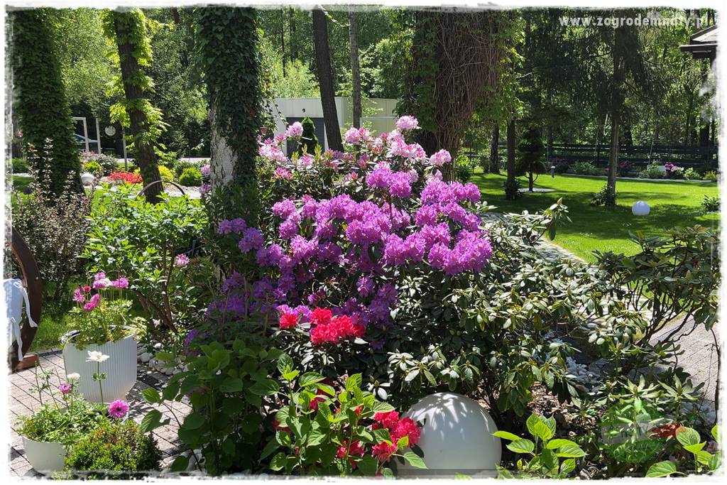 Ogród pod drzewami 413