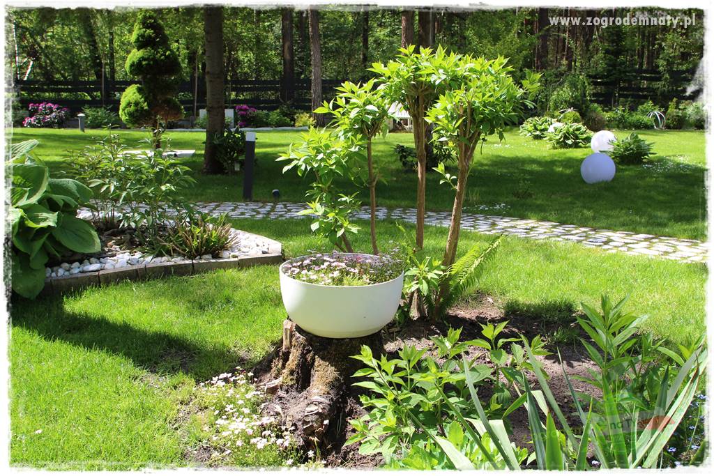 Ogród pod drzewami 416