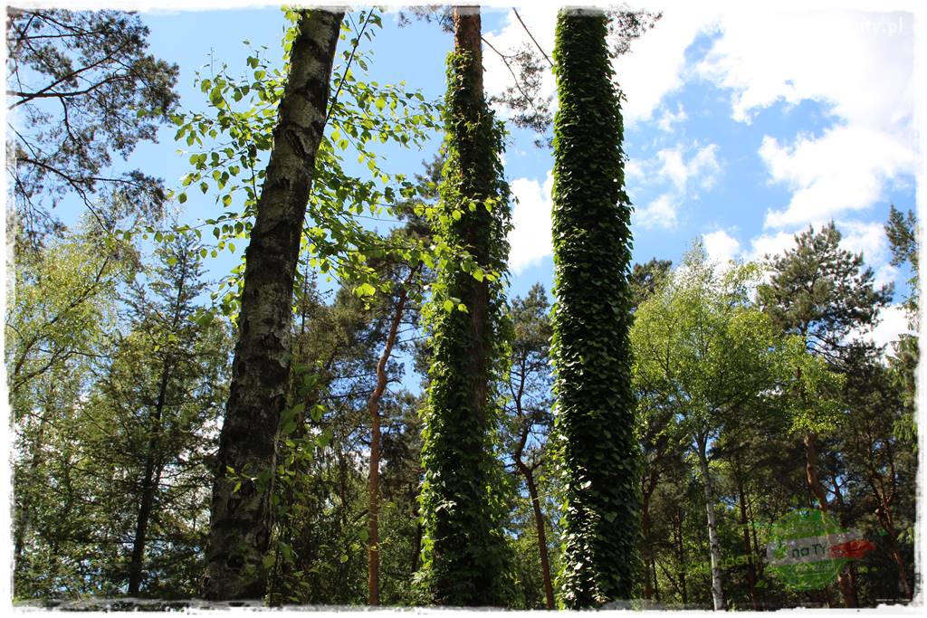 Ogród pod drzewami 7