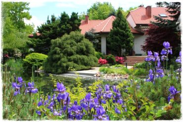 Staw kąpielowy w ogrodzie 1