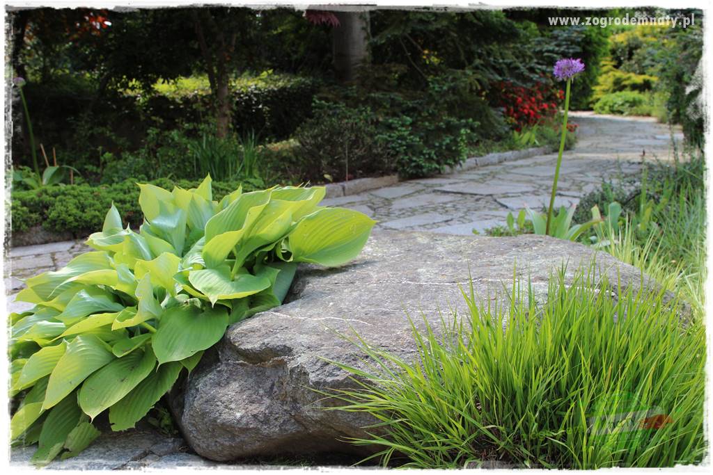 Staw kąpielowy w ogrodzie 10 Staw kąpielowy w ogrodzie 10