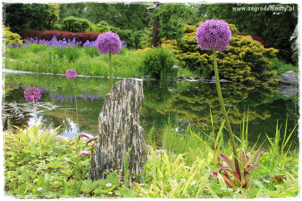 Staw kąpielowy w ogrodzie 106