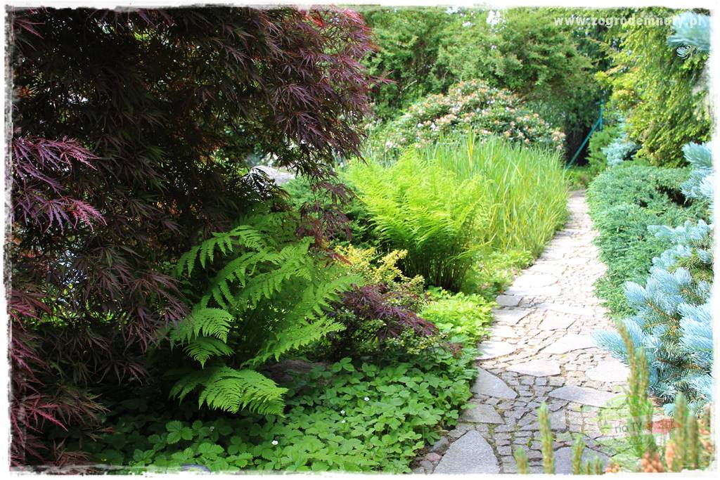 Staw kąpielowy w ogrodzie 11 Staw kąpielowy w ogrodzie 11