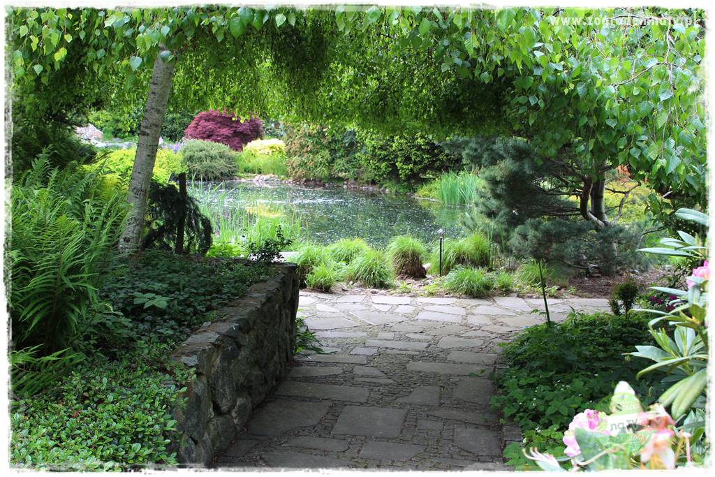 Staw kąpielowy w ogrodzie 12 Staw kąpielowy w ogrodzie 12