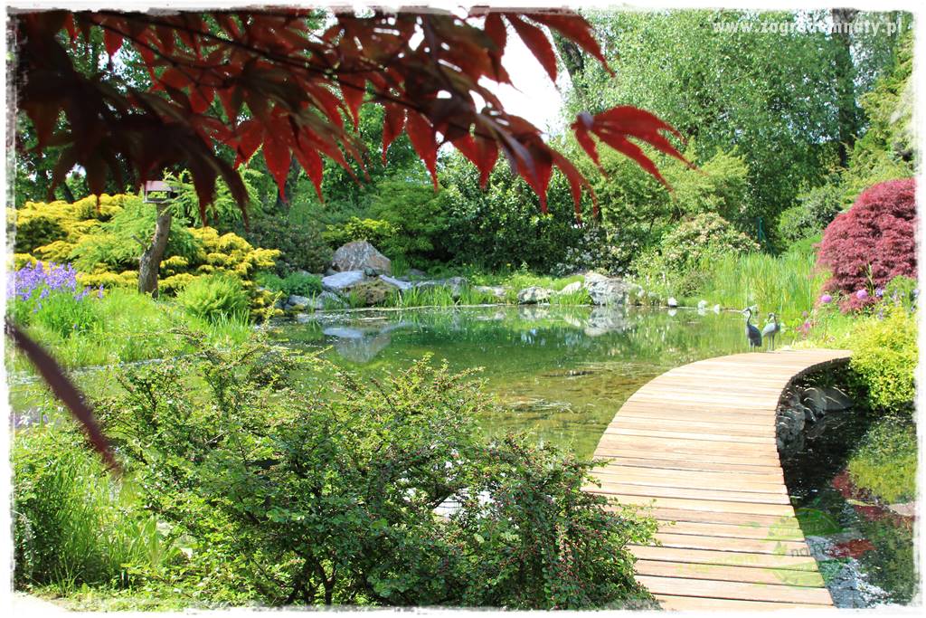 Staw kąpielowy w ogrodzie 2 Staw kąpielowy w ogrodzie 2