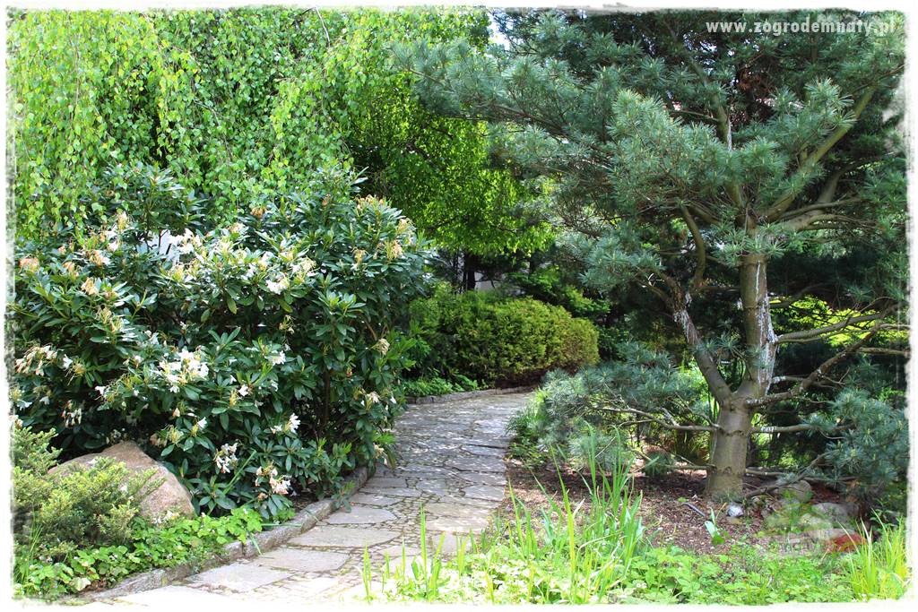 Staw kąpielowy w ogrodzie 200 Staw kąpielowy w ogrodzie 200