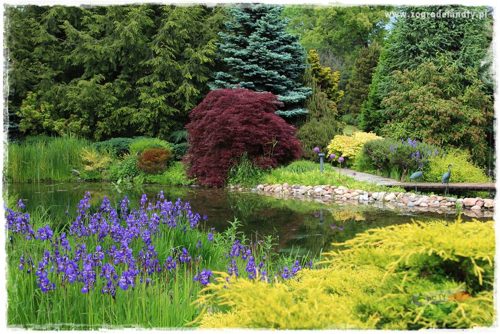 Staw kąpielowy w ogrodzie 201 Staw kąpielowy w ogrodzie 201