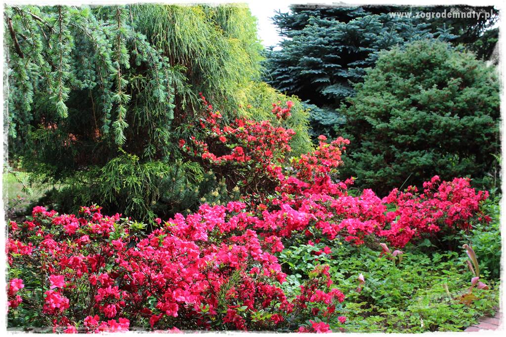 Staw kąpielowy w ogrodzie 202 Staw kąpielowy w ogrodzie 202