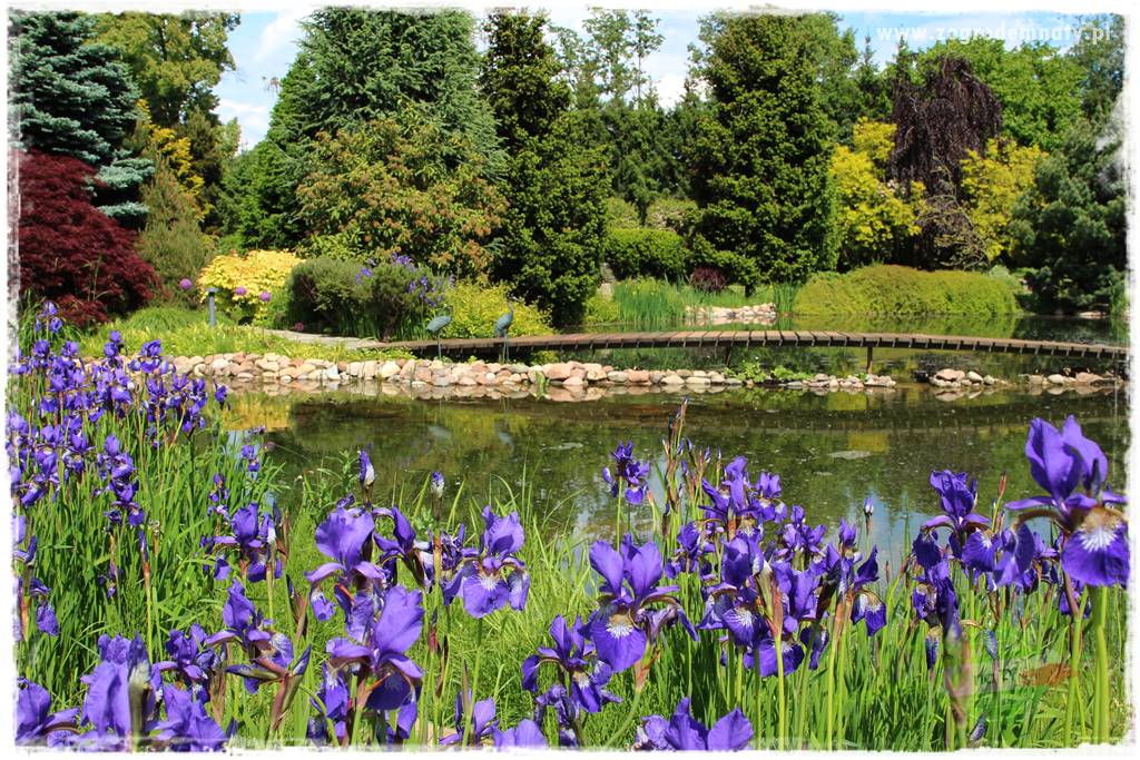 Staw kąpielowy w ogrodzie 23 Staw kąpielowy w ogrodzie 23