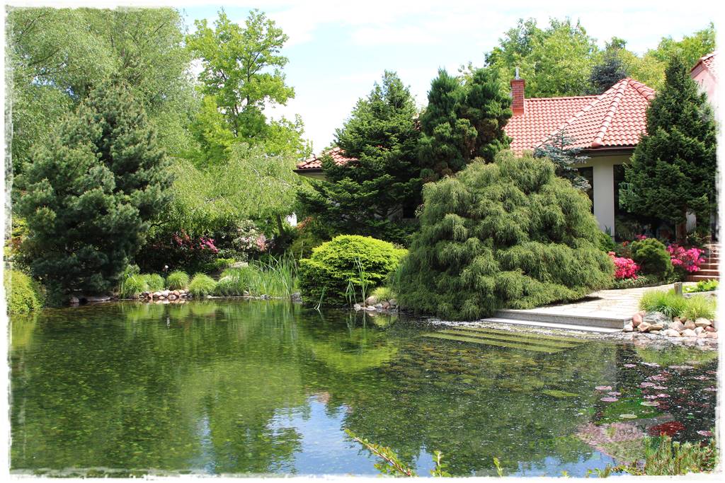 Staw kąpielowy w ogrodzie 24 Staw kąpielowy w ogrodzie 24