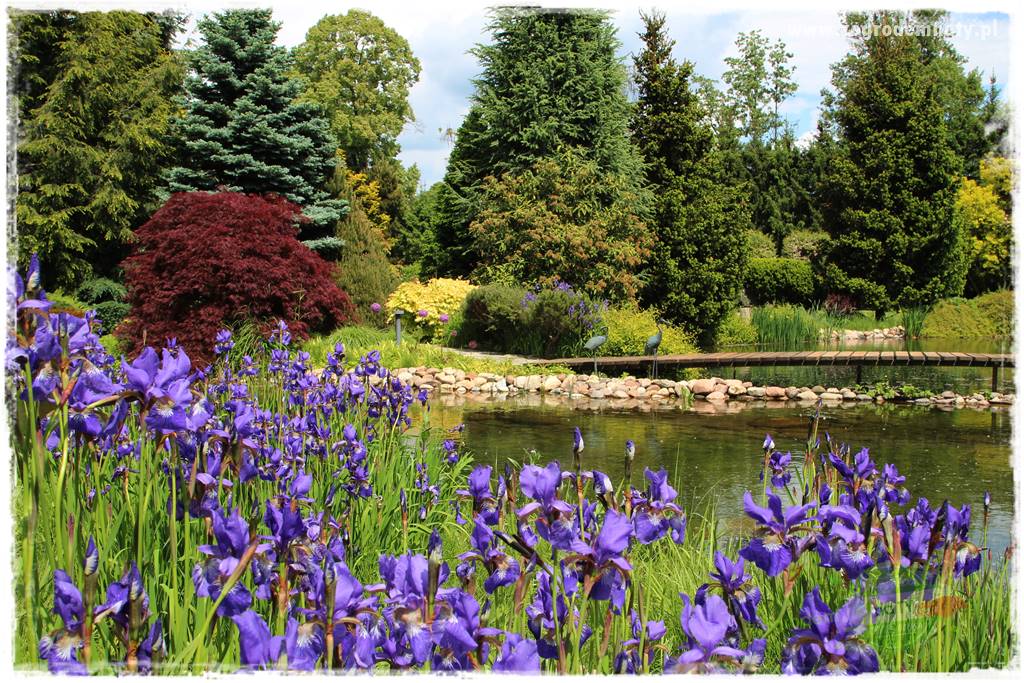 Staw kąpielowy w ogrodzie 26 Staw kąpielowy w ogrodzie 26