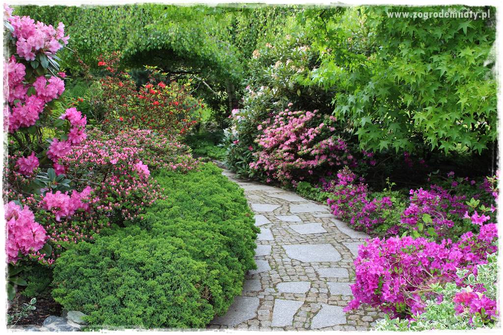 Staw kąpielowy w ogrodzie 3 Staw kąpielowy w ogrodzie 3