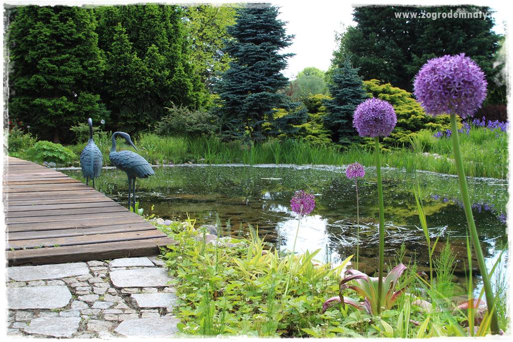 Staw kąpielowy w ogrodzie 32 Staw kąpielowy w ogrodzie 32