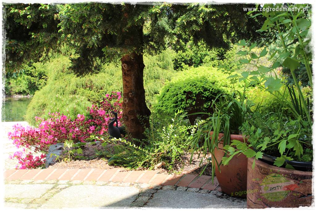 Staw kąpielowy w ogrodzie 34 Staw kąpielowy w ogrodzie 34