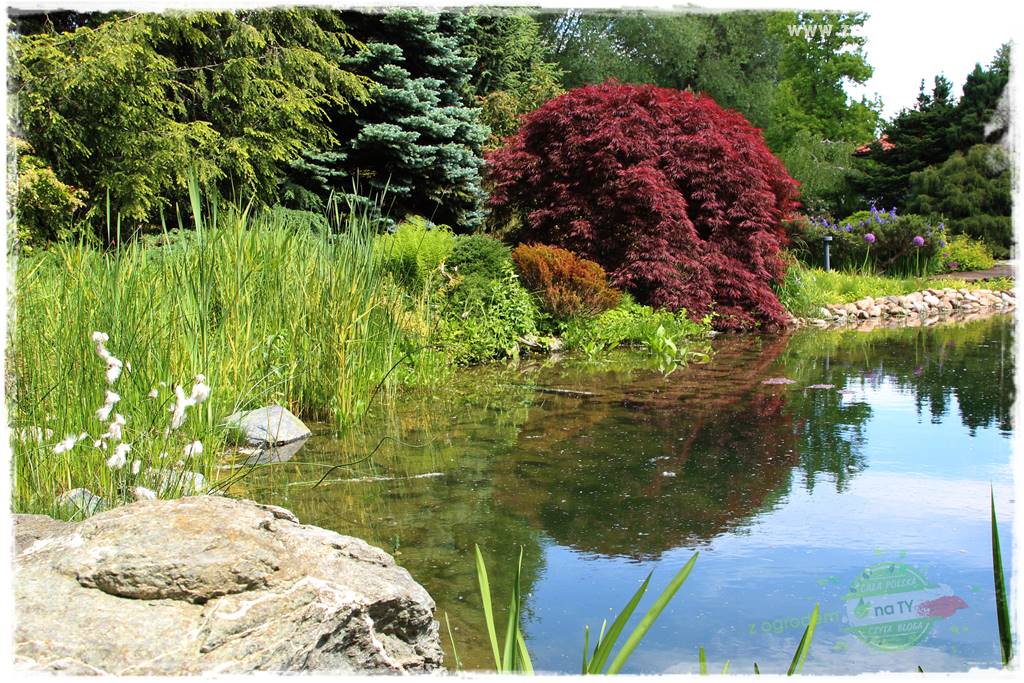 Staw kąpielowy w ogrodzie 36 Staw kąpielowy w ogrodzie 36