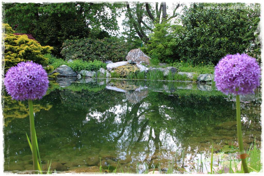 Staw kąpielowy w ogrodzie 37 Staw kąpielowy w ogrodzie 37