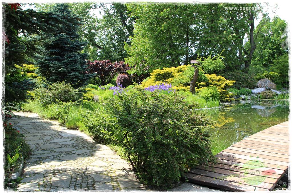 Staw kąpielowy w ogrodzie 38 Staw kąpielowy w ogrodzie 38