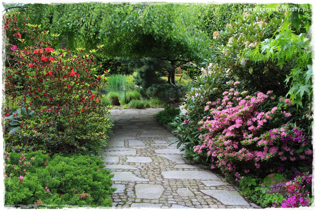 Staw kąpielowy w ogrodzie 39 Staw kąpielowy w ogrodzie 39