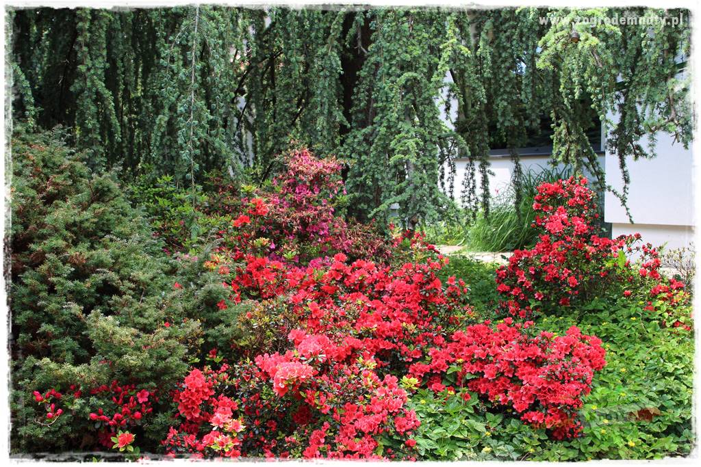 Staw kąpielowy w ogrodzie 400 Staw kąpielowy w ogrodzie 400