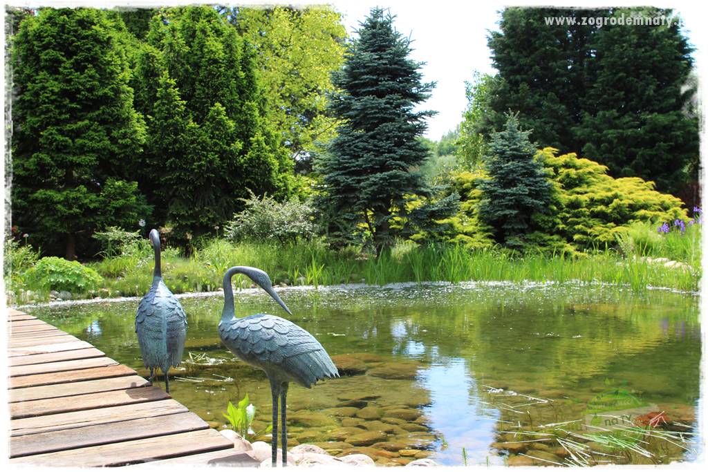 Staw kąpielowy w ogrodzie 401 Staw kąpielowy w ogrodzie 401