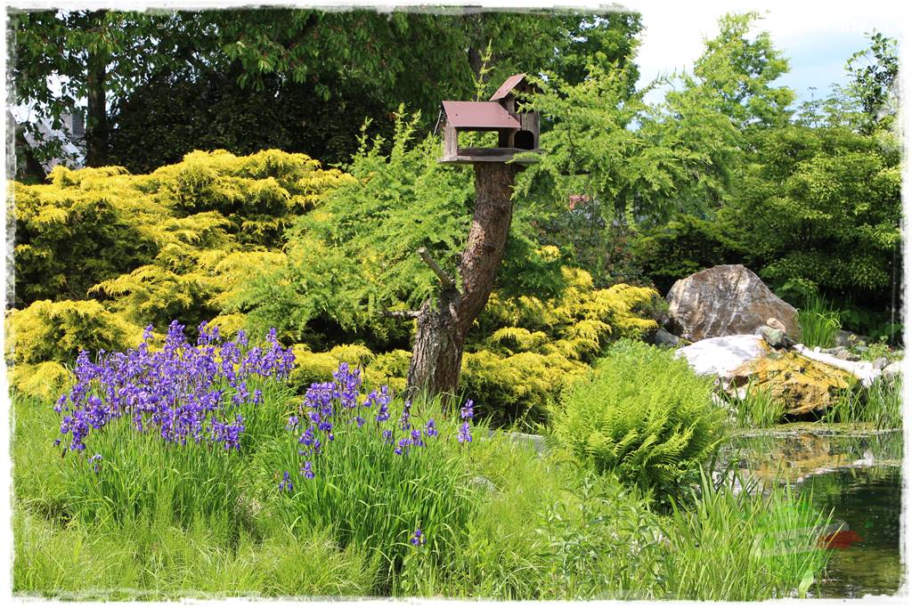 Staw kąpielowy w ogrodzie 402 Staw kąpielowy w ogrodzie 402