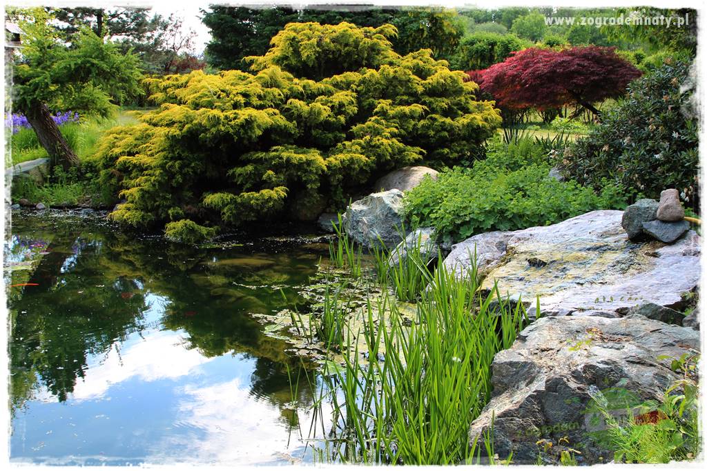Staw kąpielowy w ogrodzie 403 Staw kąpielowy w ogrodzie 403
