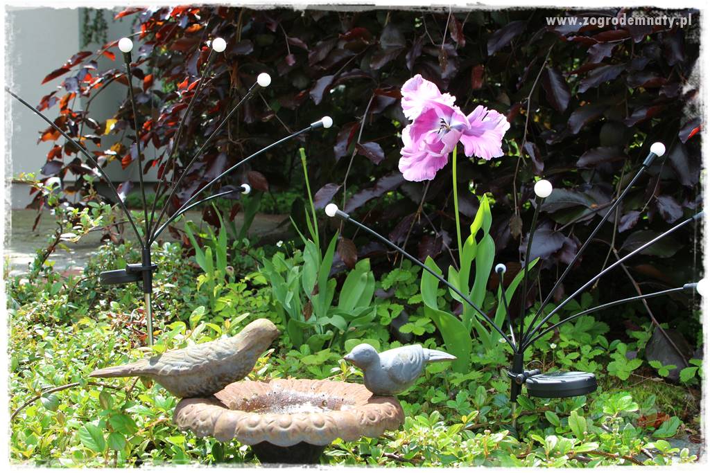 Staw kąpielowy w ogrodzie 404 Staw kąpielowy w ogrodzie 404