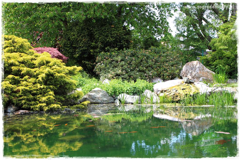 Staw kąpielowy w ogrodzie 406 Staw kąpielowy w ogrodzie 406