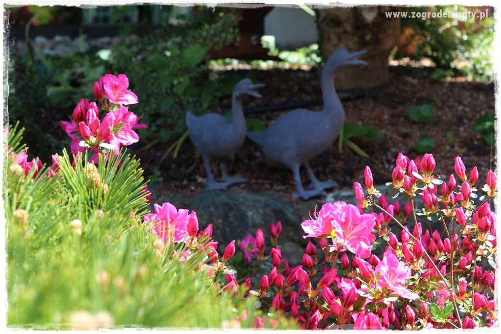 Staw kąpielowy w ogrodzie 407 Staw kąpielowy w ogrodzie 407